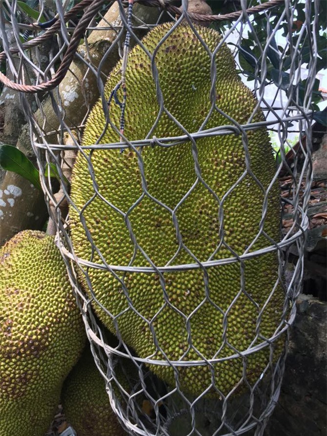 Dân mạng thèm thuồng cây mít 'đông con', quả to nhất 40kg phải dùng sọt bằng thép đỡ