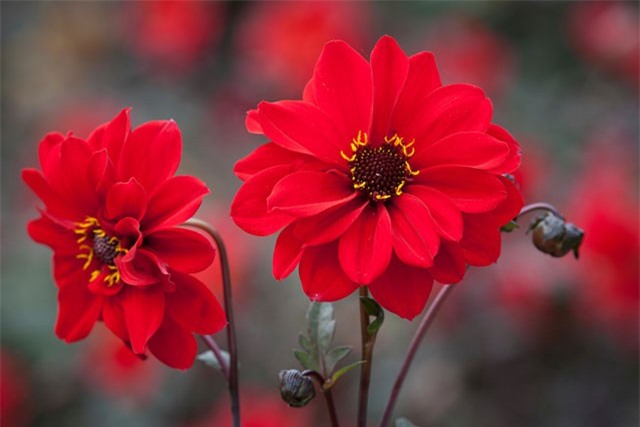 Chiêm ngưỡng nét kiêu sa của loài hoa đẹp thứ hai thế giới – trồng nhiều ở Việt Nam