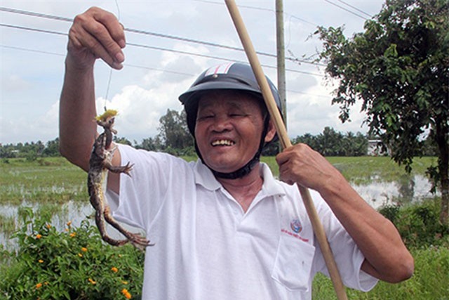 Mùa lũ tôi đi nhấp ếch đồng được 2 ký mỗi ngày