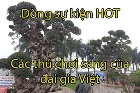 Nho ngón tay vàng Nhật Bản.