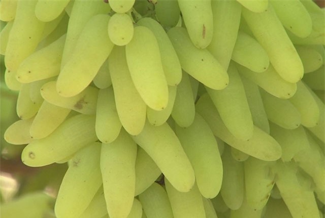 Nho ngón tay vàng Nhật Bản có gì “hot” mà giá hơn 1,5 triệu đồng/kg vẫn “cháy hàng”