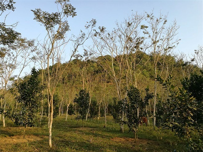 Vườn sưa hơn 2.000 cây của ông Thắng dưới chân thung lũng ở Tuyên Quang.