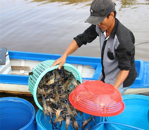 Nông dân Cà Mau trúng đậm tôm càng xanh trái vụ