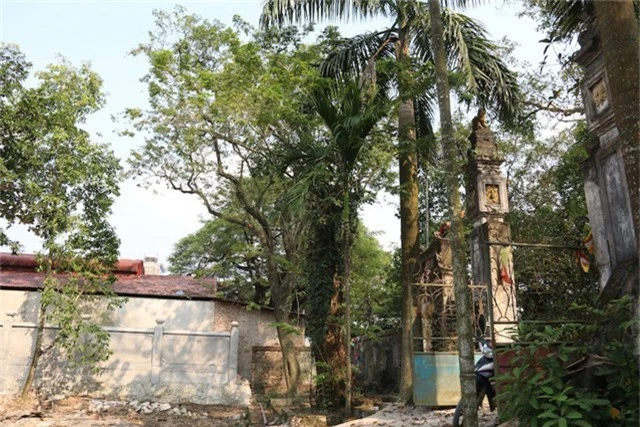 Cây sưa có tuổi đời trên 100 năm ở làng Phụ Chính (xã Hòa Chính, Chương Mỹ, Hà Nội). Ảnh: Trọng Trinh