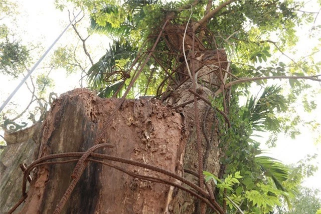 Cho đến nay, việc mua bán quanh cây sưa cổ thụ này vẫn gây ra không ít tranh cãi, lùm xùm. Ảnh: Trọng Trinh