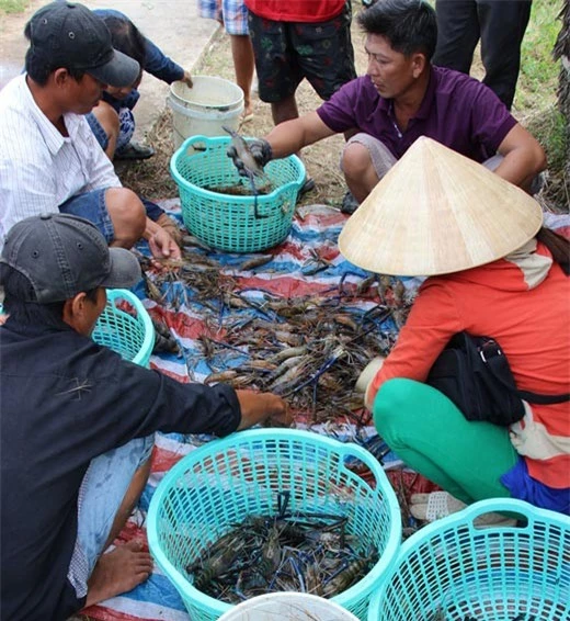 Nông dân huyện Thới Bình (Cà Mau), trúng đậm tôm càng xanh trái vụ.