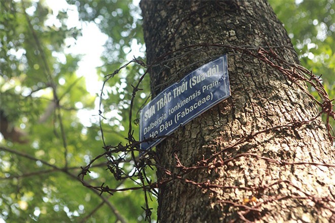 Vì sao gỗ sưa được coi là loại gỗ vương giả, đắt hơn vàng ròng?