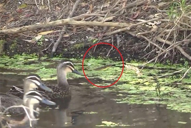 Clip: Cái kết "đắng" cho rắn hổ dám xâm phạm lãnh thổ của bầy vịt trời