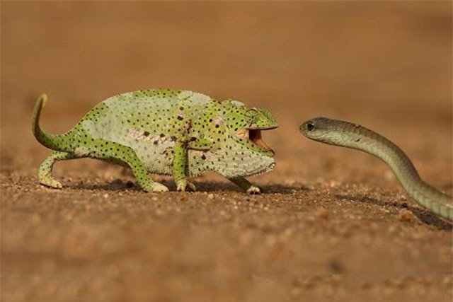 Clip: Rắn cực độc Mamba đen ‘bất lực’ trước sự lỳ lợm của tắc kè hoa