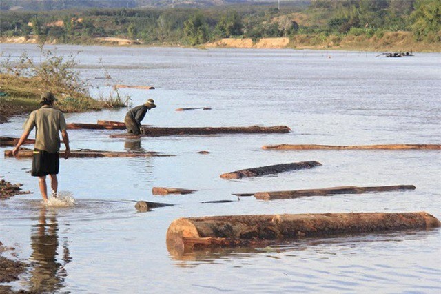 Khai thác cát, phát hiện hơn 50 khối gỗ sao đen
