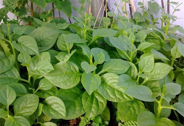 Kỹ thuật trồng rau mồng tơi cho năng suất cao tại nhà