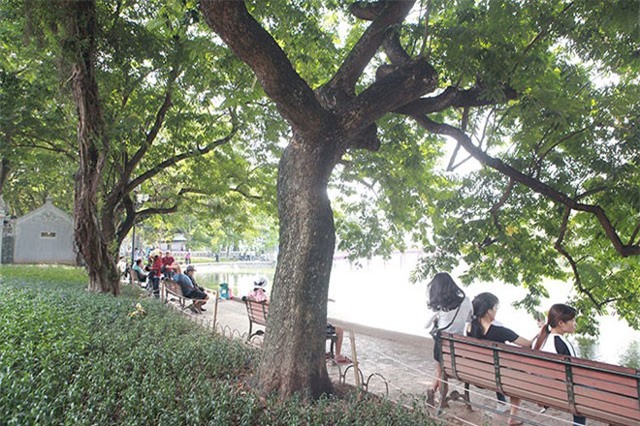 Gỗ sưa đắt hơn vàng ròng, tại sao không được trồng rộng rãi?