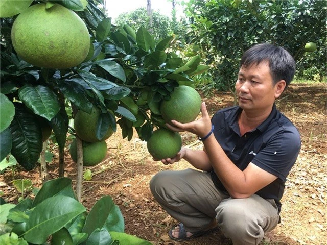 trong 300 goc buoi da xanh, xay duoc nha lau sam xe hoi hinh anh 2