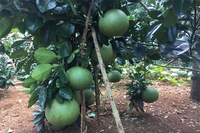 Trồng 300 gốc bưởi da xanh, xây được nhà lầu sắm xe hơi