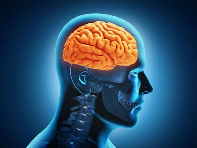 Tác dụng của việc uống nước lá oliu mỗi ngày