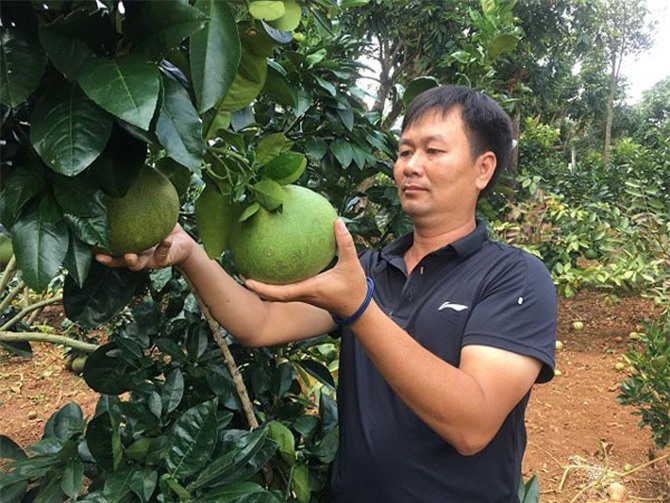 Trồng 300 gốc bưởi da xanh, xây được nhà lầu sắm xe hơi