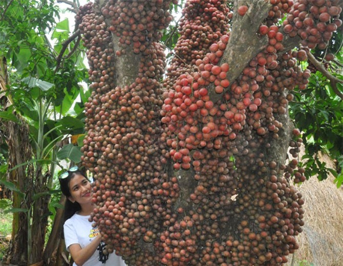 Mùa quả chín đỏ cây, khách kéo nườm nượp tới nơi này