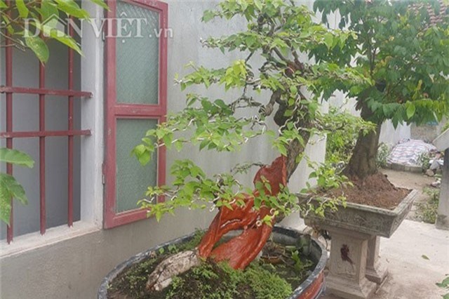 "Cụ" hoa giấy dáng "siêu phàm", nhỏ tý mà giá hơn 100 triệu ở Nam Định