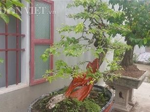 "Cụ" hoa giấy dáng "siêu phàm", nhỏ tý mà giá hơn 100 triệu ở Nam Định