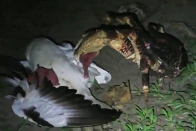 Clip: Cận cảnh màn "hạ sát" chim hải âu của cua dừa