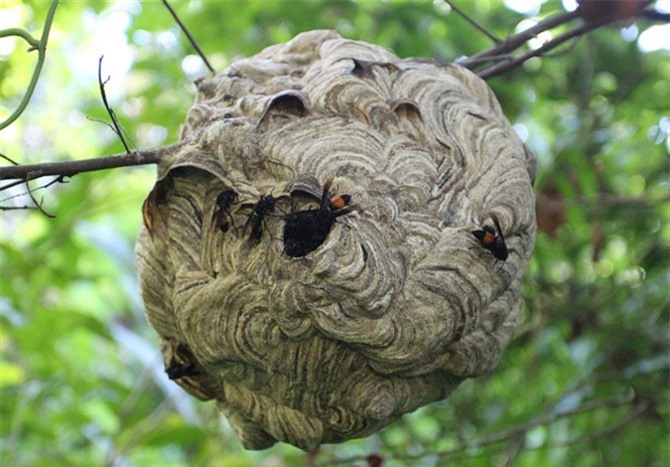 Liều mạng với ong 'tử thần' vì cuộc sống mưu sinh