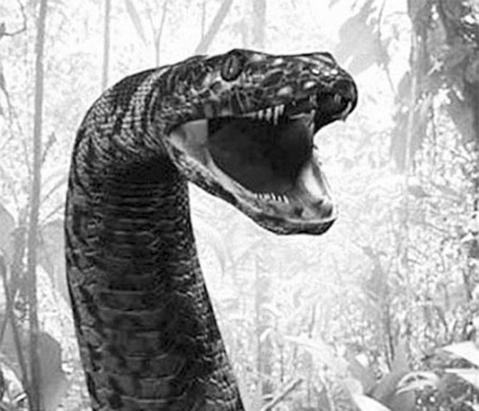 Lời kể của nhân chứng sống gặp "sát thủ rừng thiêng" rắn khổng lồ