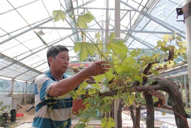 Tỷ phú "gàn" và hành trình ghép nho dại vùng nắng hạn Tháp Chàm