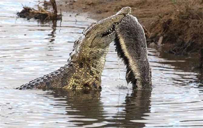 Theo Tiến sĩ Xander Combrink, nguyên nhân khiến con cá sấu buộc phải xé xác con lửng mật là do cá sấu thuộc loài không nhai mà nuốt trọn thức ăn. Vì vậy, đối với miếng mồi quá to, nó buộc phải xé nhỏ để nuốt vừa miệng nếu không muốn bị nghẹn.