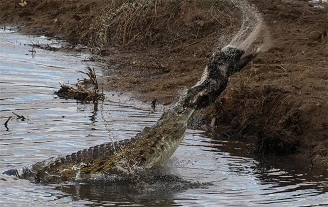 Tuy nhiên, lớp da quá dày và dai của con lửng mật đã khiến chú cá sấu sông Nile này gặp khó khăn trong việc xé xác con mồi. Ngay cả khi dùng răng cắn mạnh vào thân con mồi rồi lắc mạnh về hai bên cũng không thể giúp “gã bò sát khổng lồ” thành công trong việc xé nhỏ con mồi.