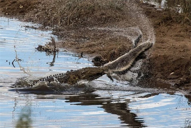 Tuy nhiên, đối thủ của con cá sấu sông Nile này là một chú lửng mật trưởng thành, có lớp da cực dày và dai nên nó không thể xé xác con mồi.