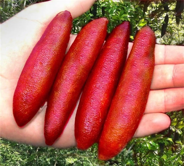  Chanh ngón tay - finger lime (tên khoa học là Microcitrus australasica) là một loài thực vật có hoa thuộc họ cam chanh, và là một trong 6 loài chanh bản địa của Úc. Loại chanh này mọc trong những cánh rừng mưa ven biển phía đông. Loài cây này có nhiều gai, lá nhỏ, kháng sâu bệnh tốt nên chăm sóc cực kỳ đơn giản. 