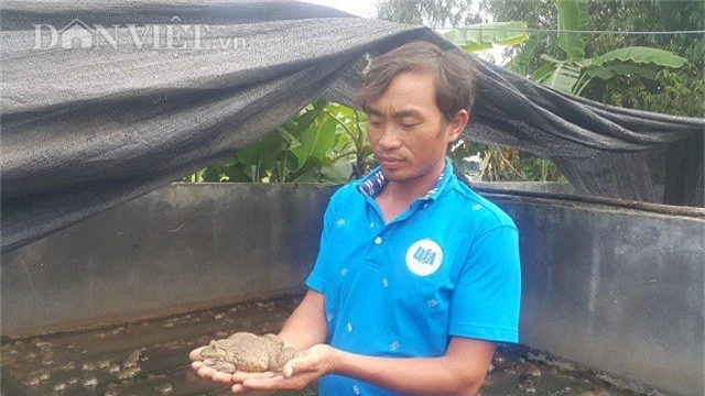 Nhờ nuôi ếch Thái Lan mà mỗi năm gia đình anh Phạm Đăng Tập lãi gần nửa tỷ đồng.