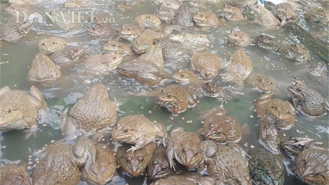 Theo anh Tập, giống ếch Thái Lan lớn rất nhanh và có thể thả được với mật độ rất dày từ 100 con đến 130 con/1m2.