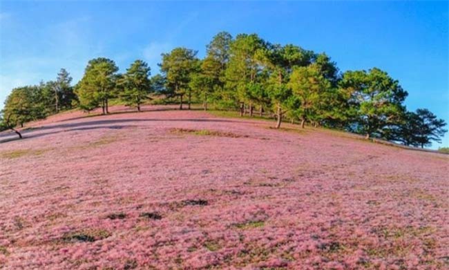 Lâm Đồng: sắp có “Mùa hội cỏ hồng Lang Biang”