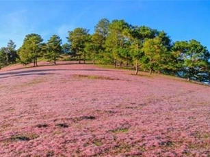 Lâm Đồng: sắp có “Mùa hội cỏ hồng Lang Biang”