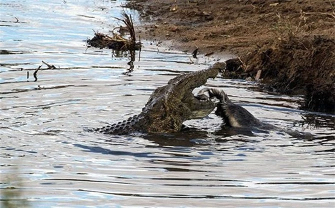 Ngay cả khi dùng đủ mọi cách, con cá sấu vẫn phải “bất lực” trước miếng ăn ngay trước miệng.