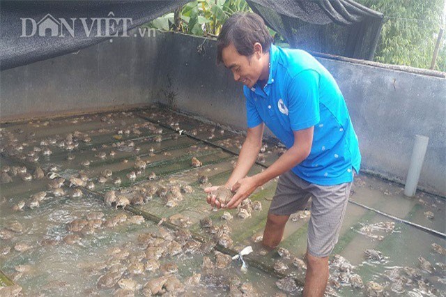 Ninh Bình: 8X mỗi năm kiếm gần nửa tỷ đồng nhờ nuôi ếch
