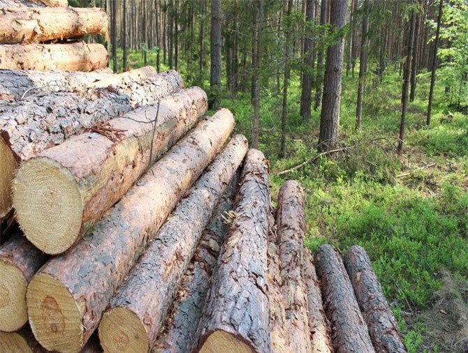 Ba Lan 'bật đèn xanh' cho Mỹ mở rộng căn cứ không quân trên khu rừng quý