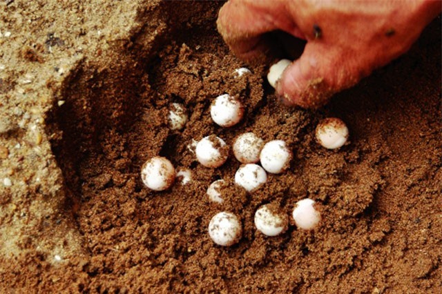 Nuôi la liệt, lổm ngổm ba ba dưới ao bèo mà thành "vua" ở đất Mũi