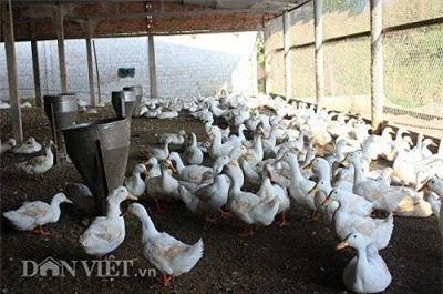 Một góc trang trại nuôi vịt của gia đình ông Khiêm. Ảnh: Văn Long. Một góc trang trại nuôi vịt của gia đình ông Khiêm. Ảnh: Văn Long.