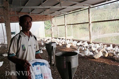 Ông Khiêm chuẩn bị cho vịt ăn, toàn bộ trang trại có khoảng 2.400 vịt bố mẹ. Ảnh: Văn Long. Ông Khiêm chuẩn bị cho vịt ăn, toàn bộ trang trại có khoảng 2.400 vịt bố mẹ. Ảnh: Văn Long.
