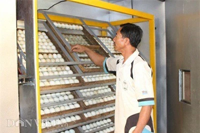 Ông Khiêm kiểm tra đợt trứng mới cho vào lò ấp. Ảnh: Văn Long. Ông Khiêm kiểm tra đợt trứng mới cho vào lò ấp. Ảnh: Văn Long.