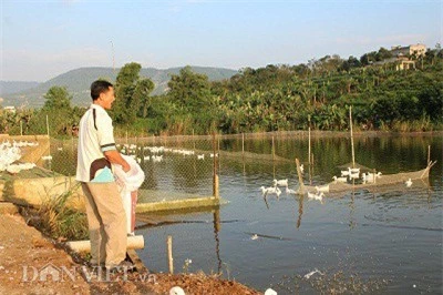 Ngoài thu nhập từ vịt, mỗi năm ông Khiêm còn bán ra thị trường khoảng 30 tấn cá thịt các loại. Ảnh: Văn Long.