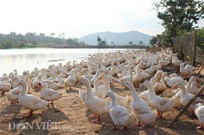Những chú vịt nằm trắng bờ của đập nước khiến ai đi qua cũng phải chú ý. Ảnh: Văn Long. Những chú vịt nằm trắng bờ của đập nước khiến ai đi qua cũng phải chú ý. Ảnh: Văn Long.