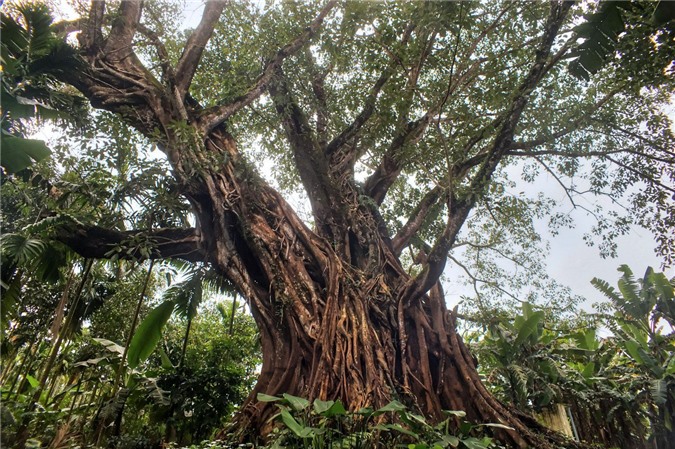 Chùm ảnh: Cây đa cổ thụ vòng thân 20 mét ở Quảng Ngãi