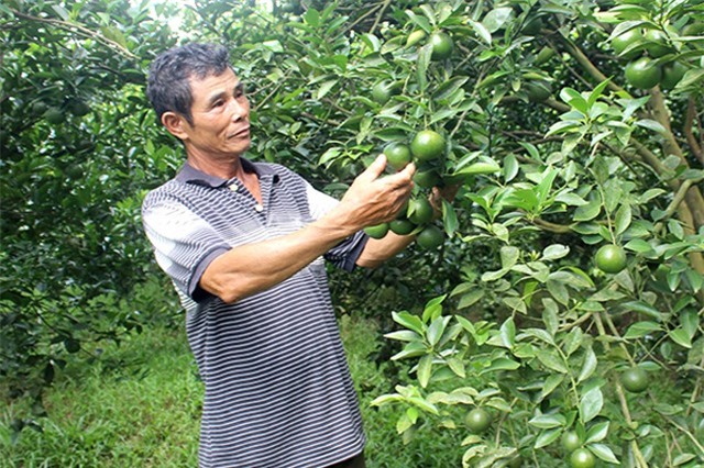 Bí quyết trồng quýt đường không thuốc sâu, năng suất 50 tấn/ha