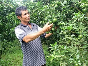 Bí quyết trồng quýt đường không thuốc sâu, năng suất 50 tấn/ha