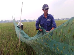 Vượt hàng trăm km săn "tôm bay", "hốt" bạc triệu mỗi ngày