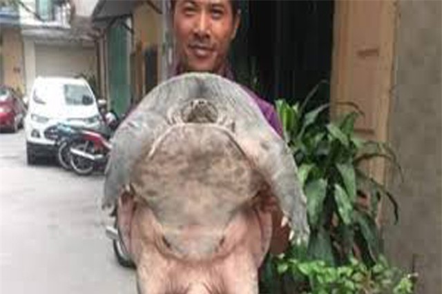 Hà Nội: Cần thủ đút túi hơn 10 triệu đồng chỉ sau 30 phút ngồi câu