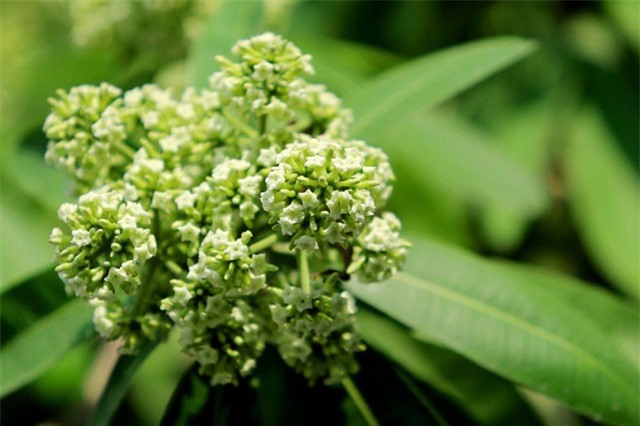 Chùm ảnh Hà Nội lãng mạn mùa hoa sữa